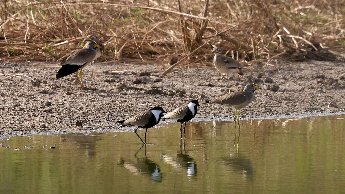 Spur-winged plover and African Wattled plover